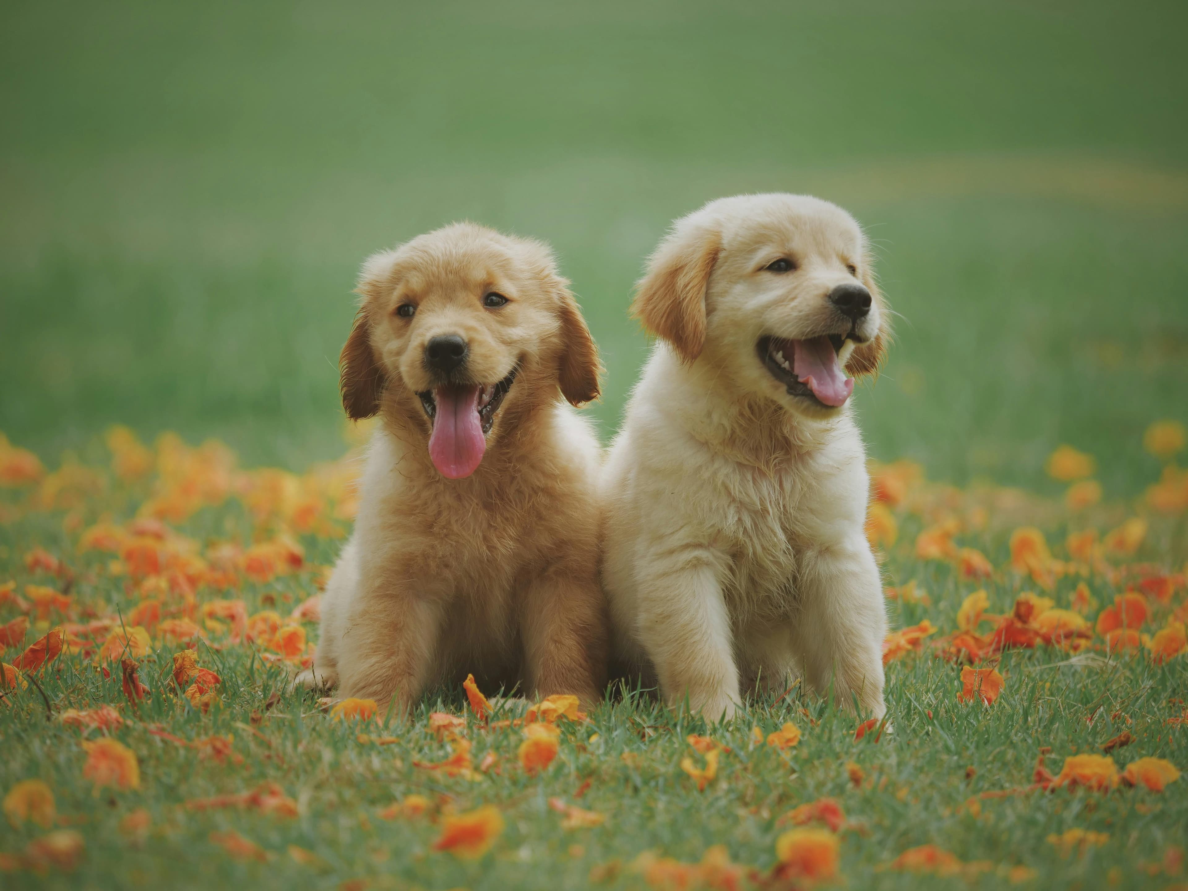 Original Puppies Photo to Tattoo Transformation