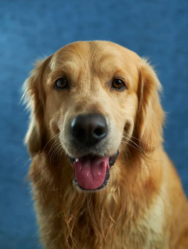Original photo of a golden retriever
